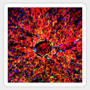 Liver tissue, fluorescence micrograph (C016/8491) Sticker